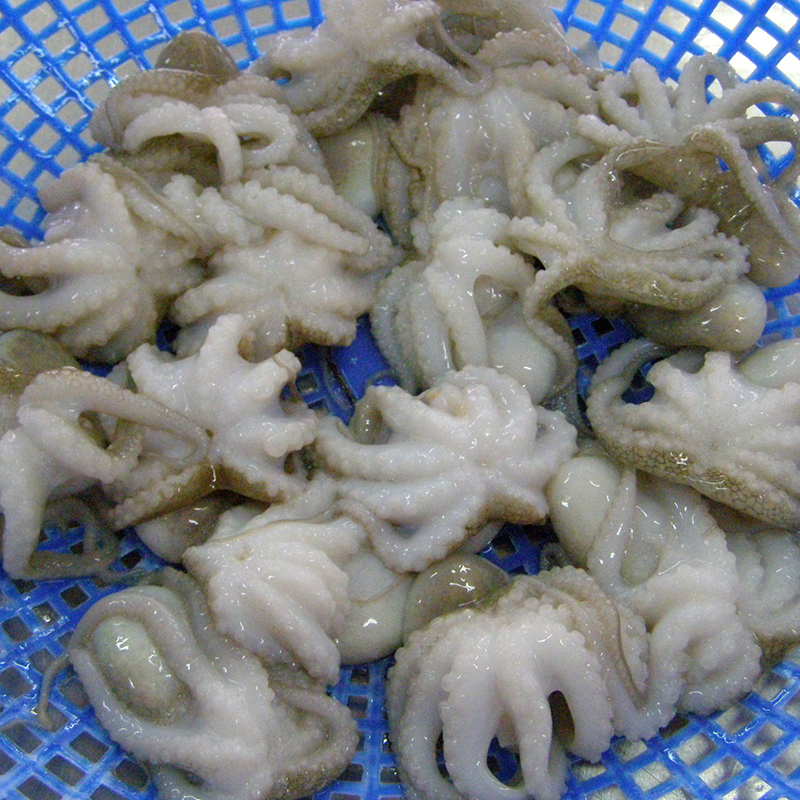 Octopus Vulgaris
