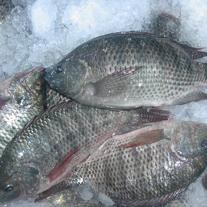  Tilapia G&S