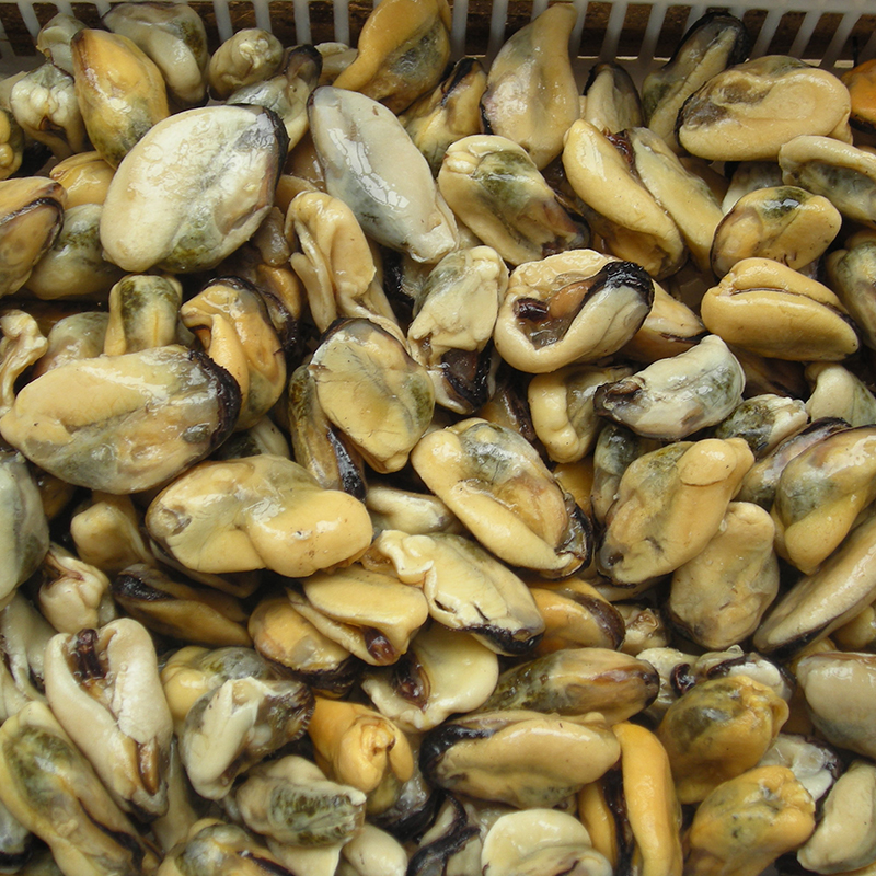 shellfish